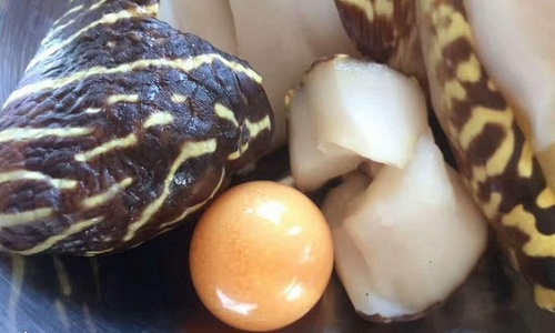 Viên ngọc to bằng đồng xu trong bụng ốc xà cừ ở Trung Quốc