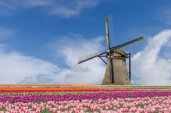 Ngợp mắt trước 7 triệu bông tulip đồng loạt bung nở