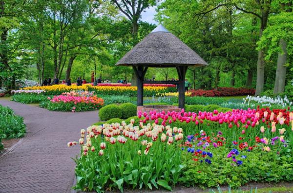 Ngợp mắt trước 7 triệu bông tulip đồng loạt bung nở