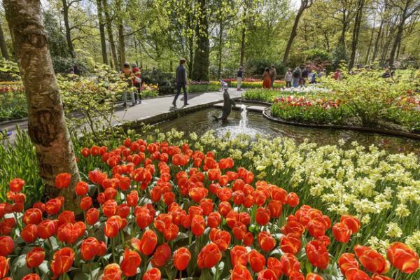 Ngợp mắt trước 7 triệu bông tulip đồng loạt bung nở