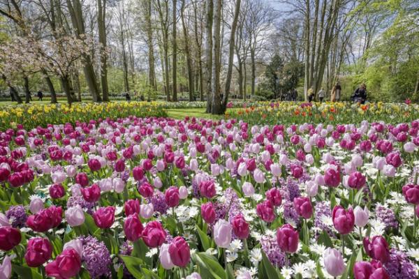 Ngợp mắt trước 7 triệu bông tulip đồng loạt bung nở