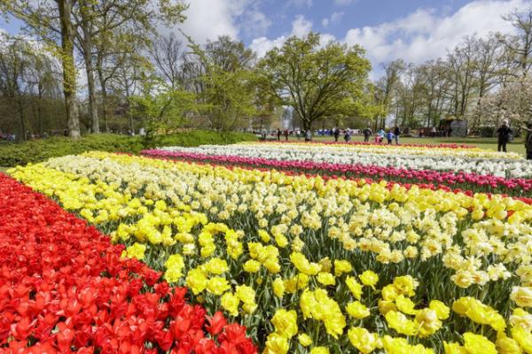 Ngợp mắt trước 7 triệu bông tulip đồng loạt bung nở