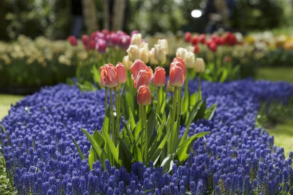 Ngợp mắt trước 7 triệu bông tulip đồng loạt bung nở
