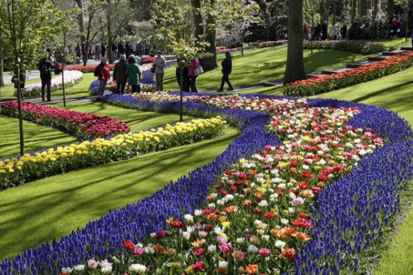 Ngợp mắt trước 7 triệu bông tulip đồng loạt bung nở
