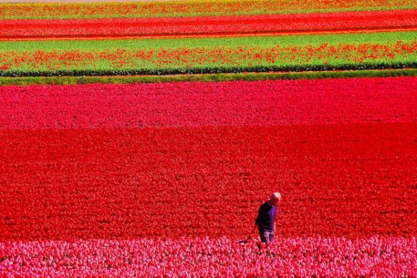 Ngợp mắt trước 7 triệu bông tulip đồng loạt bung nở