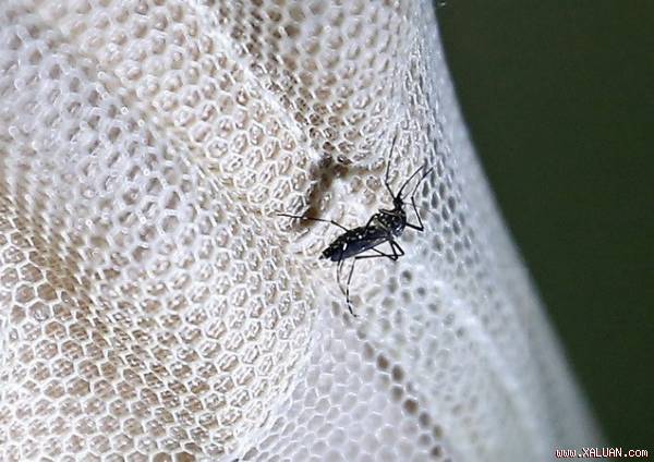 GDP của Mỹ Latinh và Caribe thiệt hại 18 tỷ USD vì virus Zika