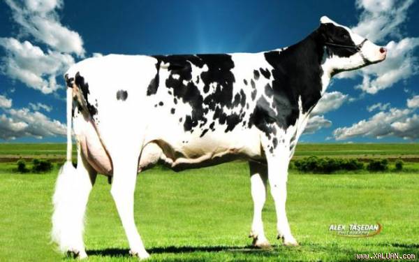 Thương người nghèo khổ, người giàu cho một con bò, câu chuyện sau đó thật sâu sắc
