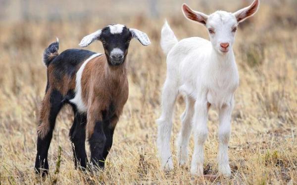 Thương người nghèo khổ, người giàu cho một con bò, câu chuyện sau đó thật sâu sắc