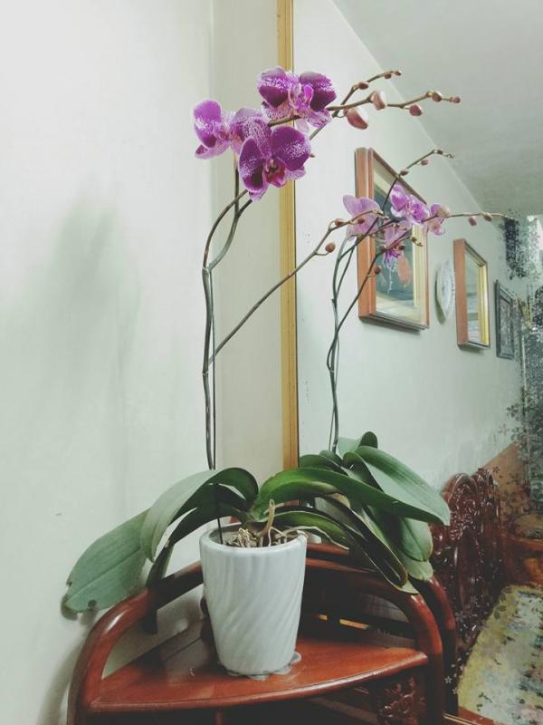 Trồng cây cảnh hợp mệnh phong thủy để tiền tài dồi dào, may mắn bủa vây