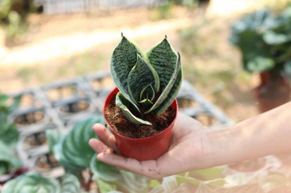 Trồng cây cảnh hợp mệnh phong thủy để tiền tài dồi dào, may mắn bủa vây