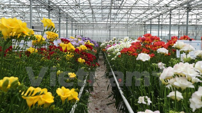Hà Lan mở cửa tham quan miễn phí các khu nhà kính nông nghiệp