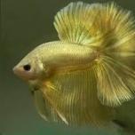 Phúc Đỗ